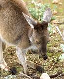 Kangaroo 9L12D-17